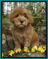 Millie Blaze pups 8 wks old 101