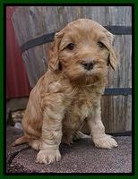 Millie Blaze pups 5 wks old 241