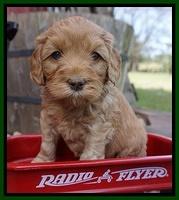 Millie Blaze pups 5 wks old 251