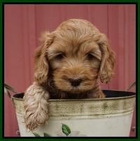 Millie Blaze pups 7 wks old 281