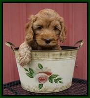 Millie Blaze pups 7 wks old 291