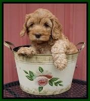 Millie Blaze pups 7 wks old 301