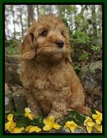 Millie Blaze pups 8 wks old 71