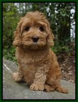 Millie Blaze pups 8 wks old 91