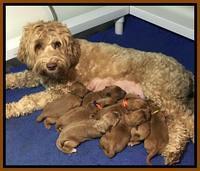 Millie Blaze pups 1 wk old 13120