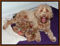 Millie Blaze pups newborn 11