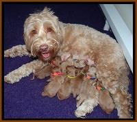 Millie Blaze pups newborn 21