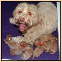 Millie Blaze pups newborn 31